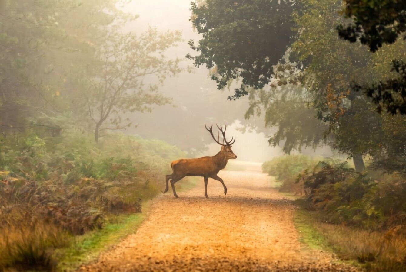 A deer on a gravel path surrounded by trees.