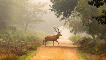 A deer on a gravel path surrounded by trees.