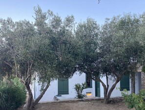 A white building with green shutters, surrounded by olive trees.