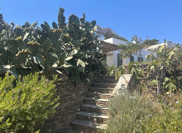 A stone staircase leading to a white building with green shutters, surrounded by cacti and various plants.