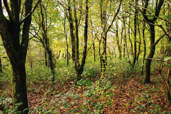 Un bosque denso con árboles altos y el suelo cubierto de hojas caídas.