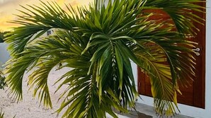 Una palmera pequeña frente a un edificio moderno de fachada blanca y techo oscuro.