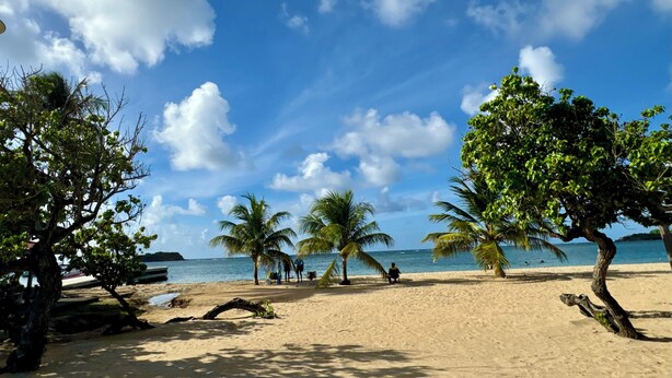 Une plage bordée de palmiers, sous un ciel dégagé.