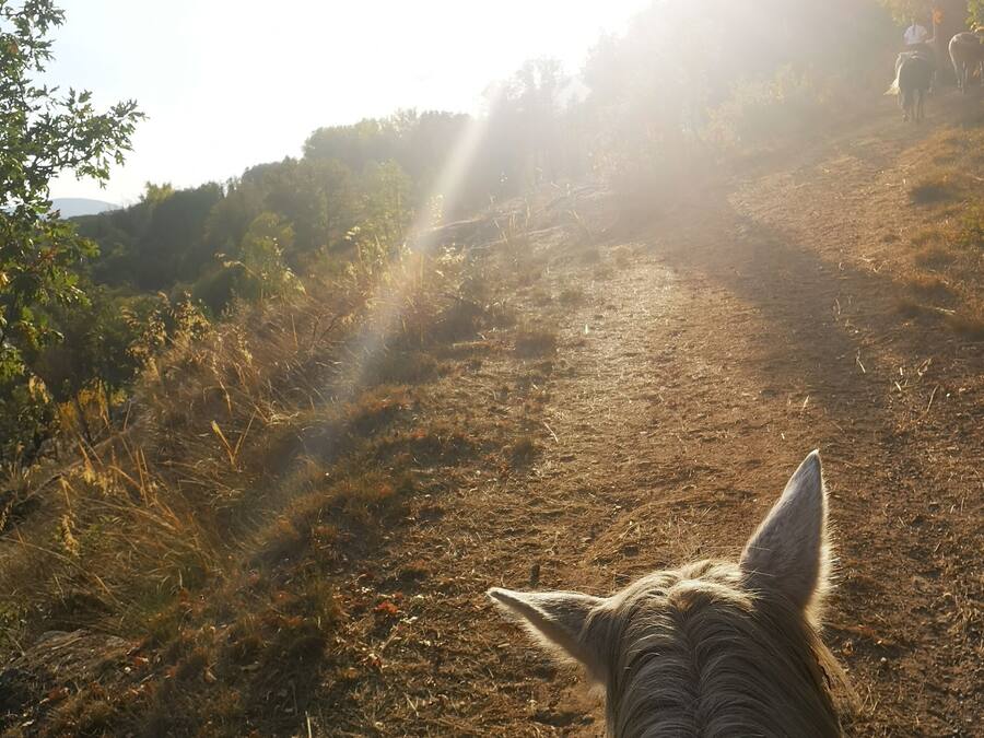 Ein Lama trägt etwas auf dem Rücken, ein Feldweg führt bergauf.