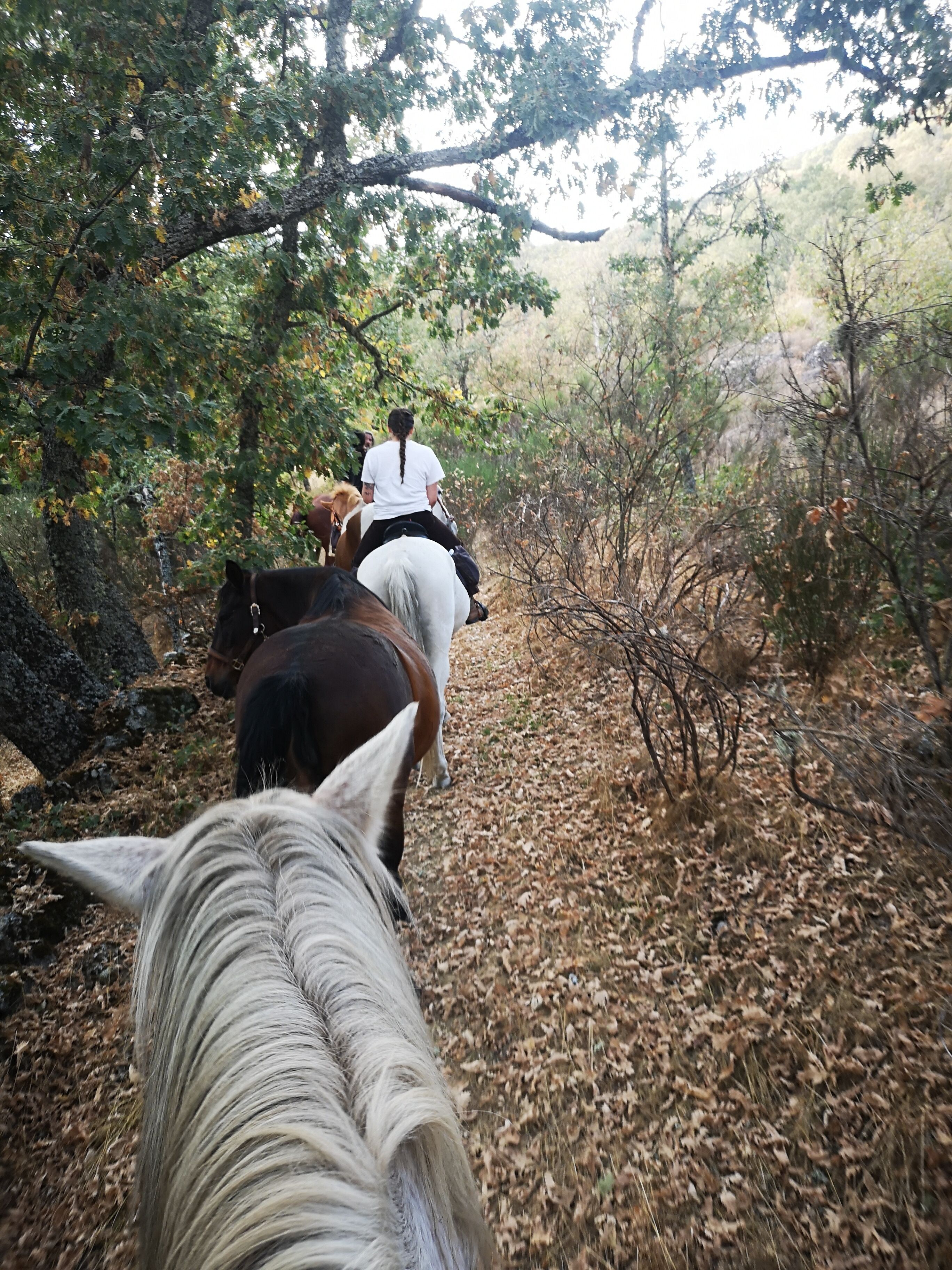 Horseback riding