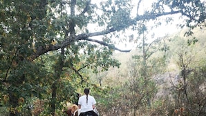 A horse and rider on a trail through a wooded area.