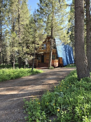 A cabin surrounded by tall trees, with a gravel path leading to the entrance. - New Listing - The Wild Yeti - Rustic Island Park Cabin:  Hot Tub, Sauna (Island Park)