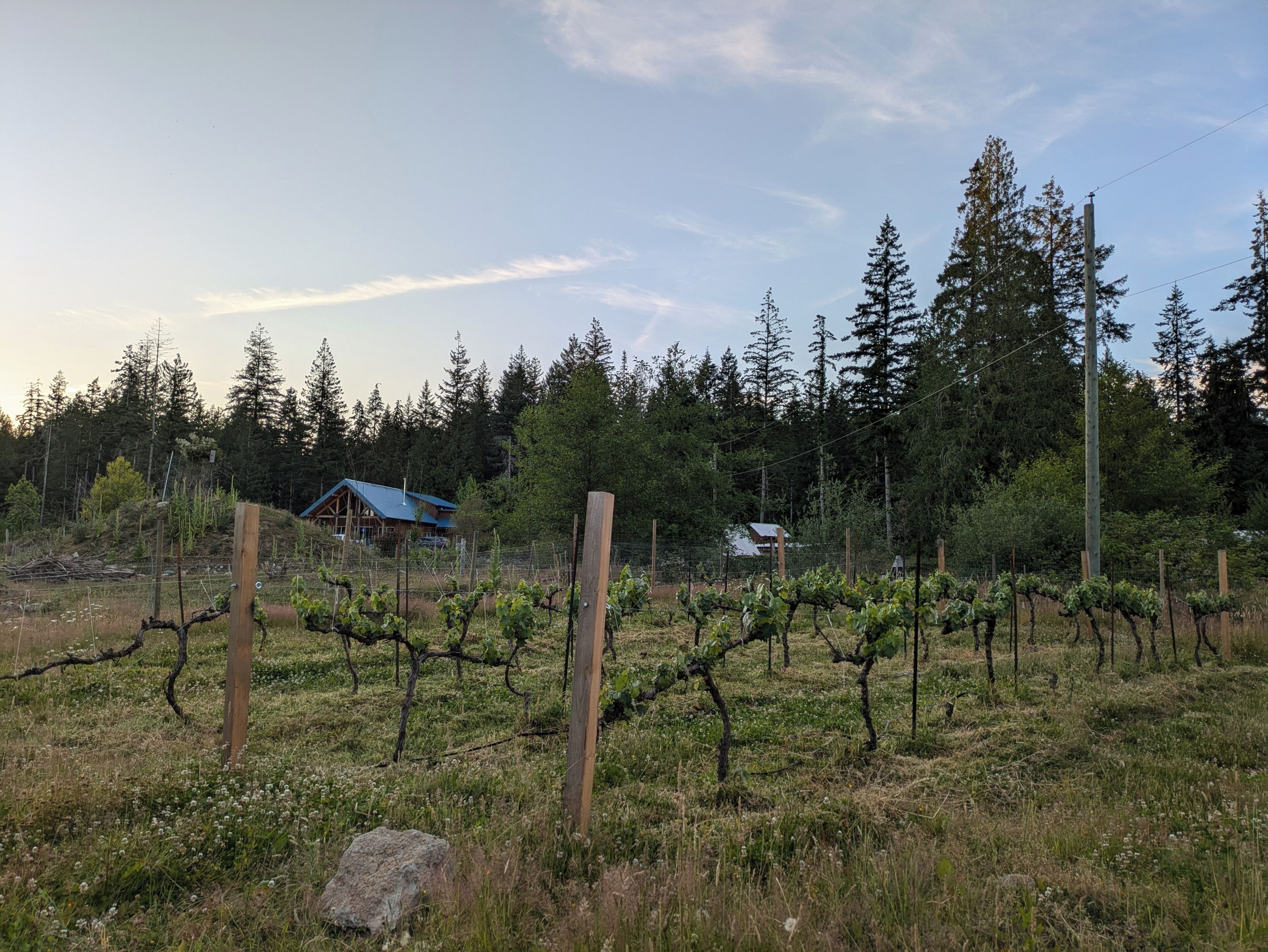 A vineyard with rows of grapevines, wooden posts, and a fence.