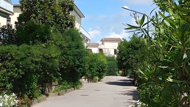 A narrow street lined with greenery and buildings.