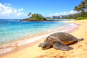 A turtle on a sandy beach with clear blue water and a building in the background.