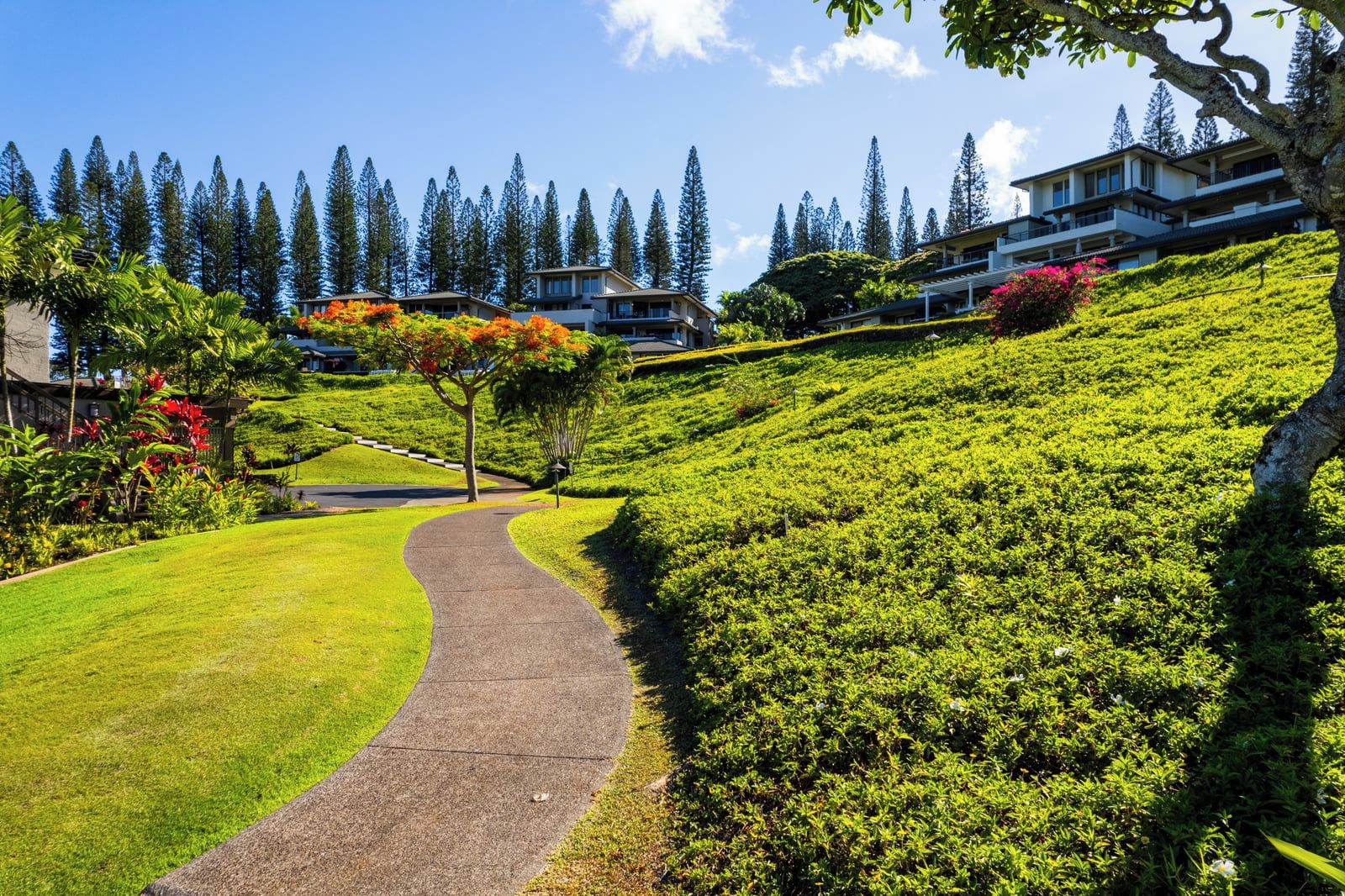 A pathway leading to a hillside with lush greenery and a row of modern buildings.