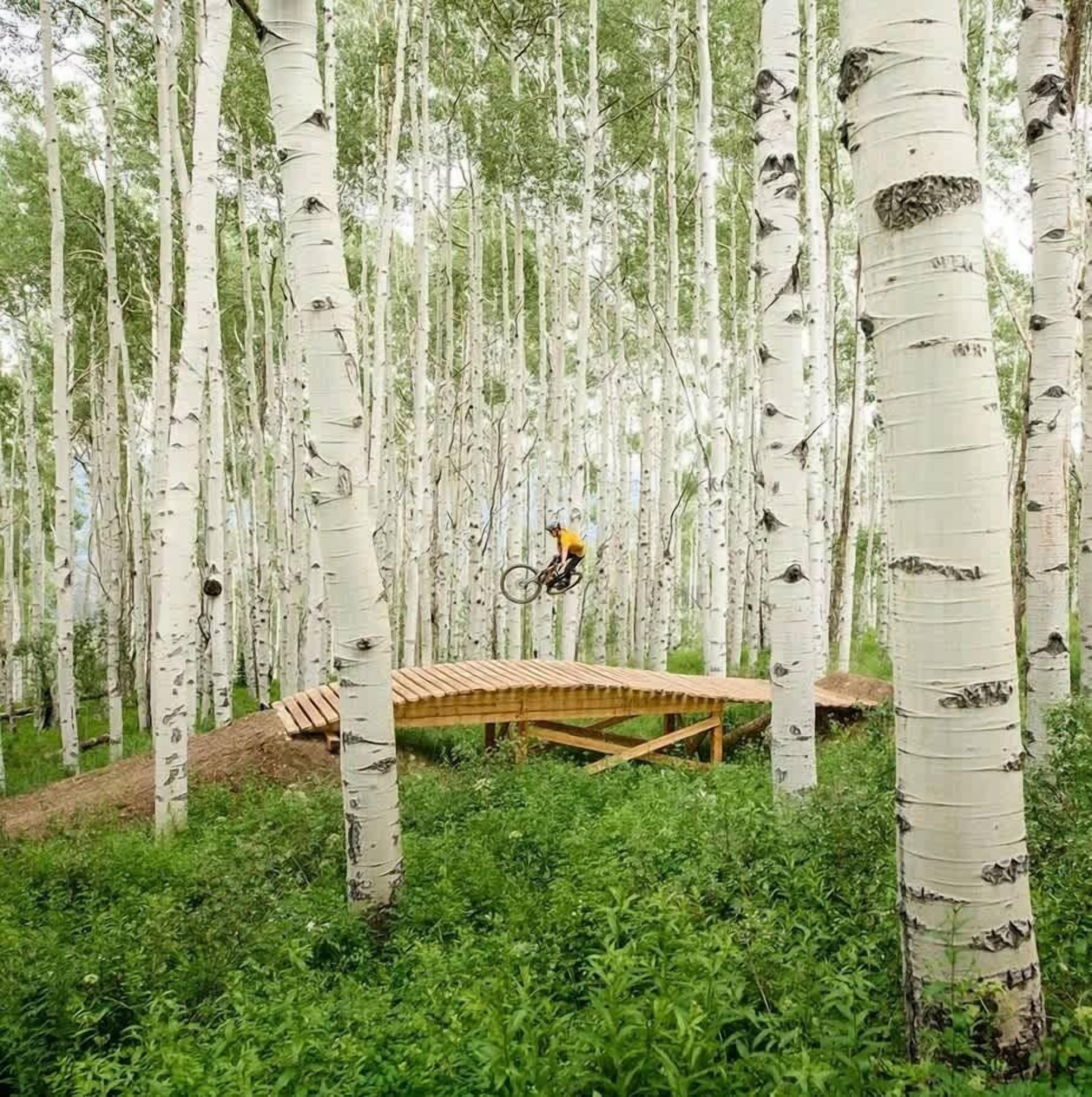 Une forêt de bouleaux avec un banc en bois.