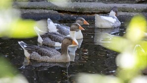 A group of ducks swimming in a pond. - Apartment no. 3 with mountain view, 62m², modern furnishings and very large south/east-facing balcony (Übersee)