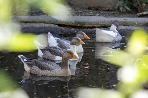Un grup de ànecs nedant en un estany.