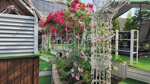 A garden with a climbing rose trellis, a wooden fence, and a white gazebo. - Polo Hotel (Incheon)