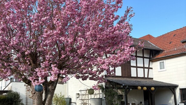 Un jardí amb un arbre de flors de cirera, un edifici blanc amb teulada marró i seients a l'aire lliure.