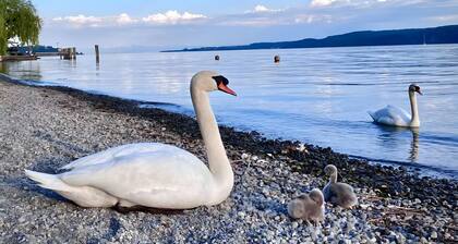 Bodensee Feriendomizil Brunnenberg – Entspannung in Seenähe