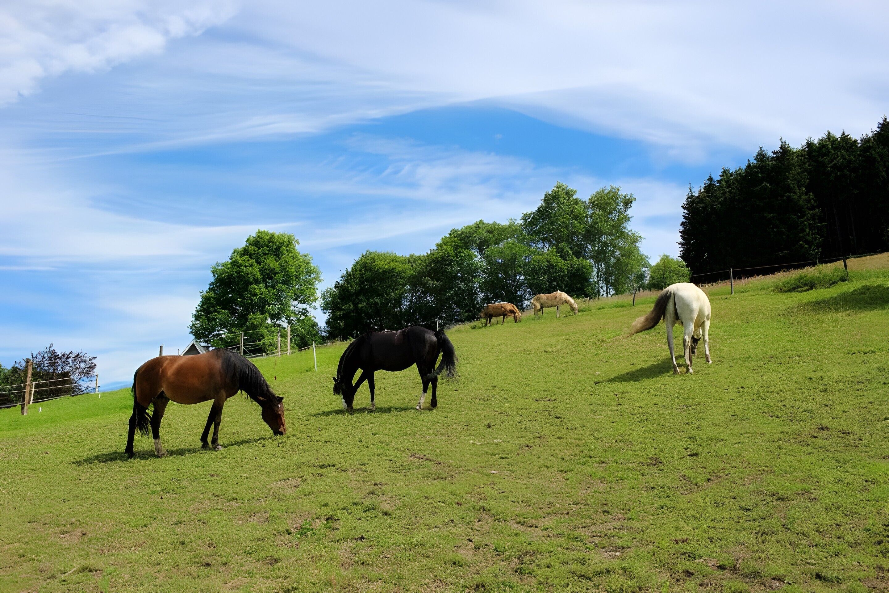 Un champ verdoyant où paissent des chevaux, entouré d’arbres et sous un ciel dégagé.