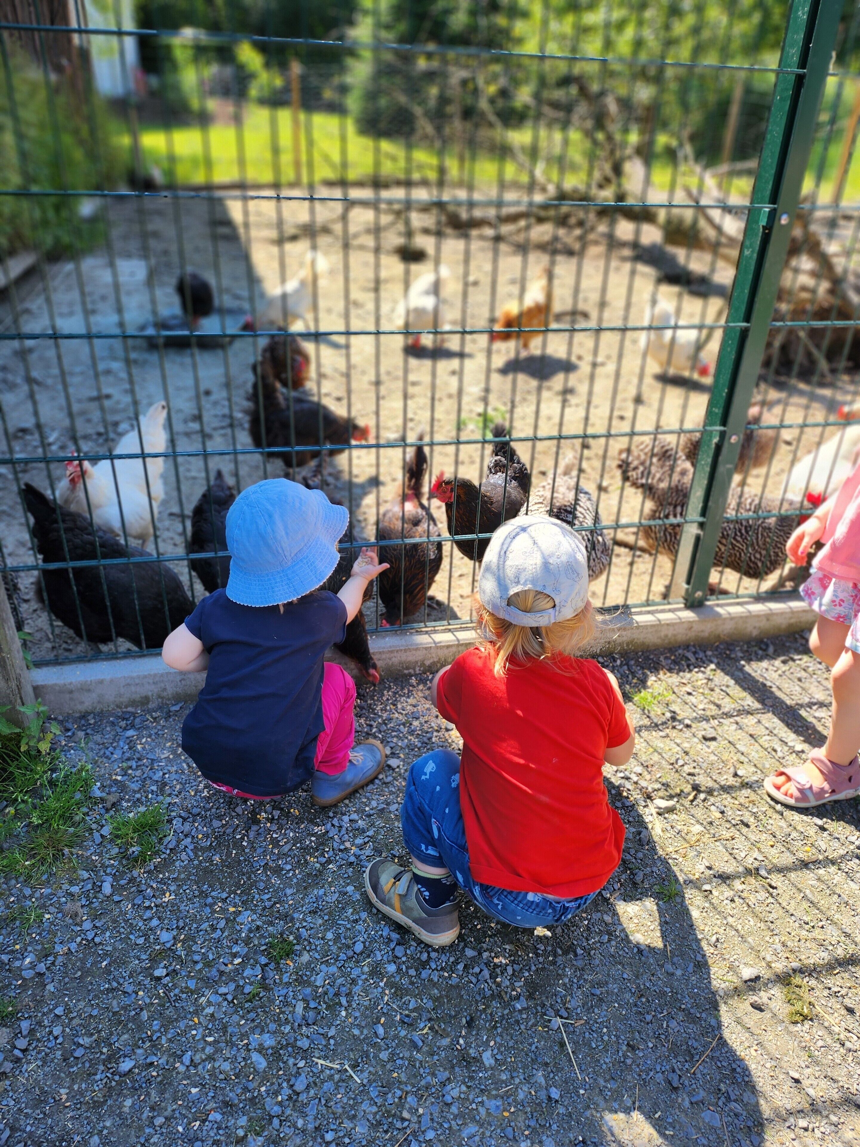 Niños mirando gallinas al otro lado de una cerca de alambre.