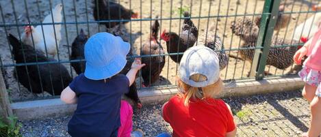 Niños mirando gallinas al otro lado de una cerca de alambre.