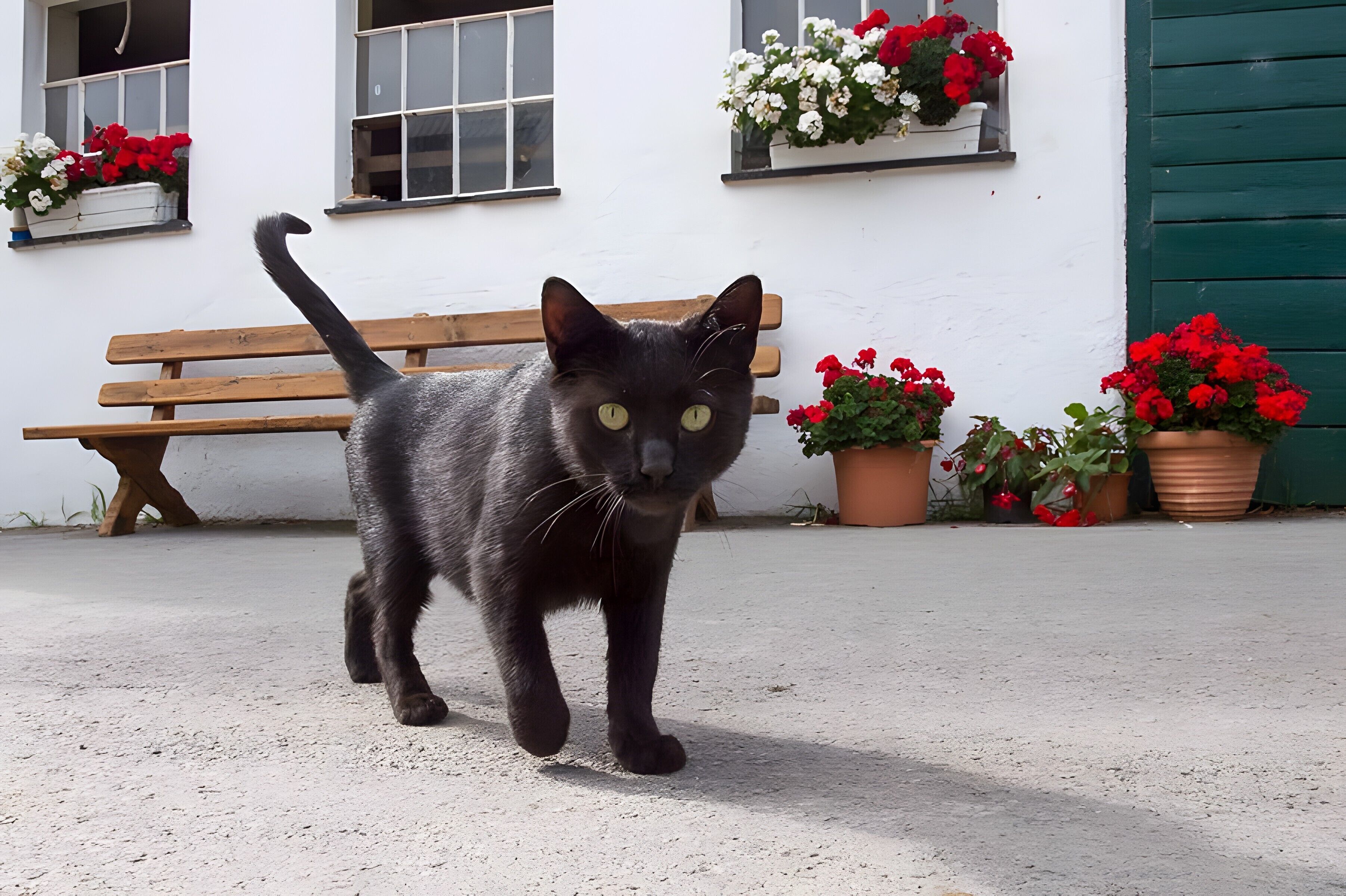 A black cat walking on a concrete surface with a wooden bench and potted plants in the background.