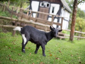 Property grounds - Apartment 'Huhn' with Shared Terrace, Shared Garden and Wi-Fi (Schmallenberg)