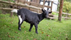 A black goat with a white patch on its back standing on grass. - Apartment 'Kuhstall' with Shared Terrace, Shared Garden and Wi-Fi (Schmallenberg)