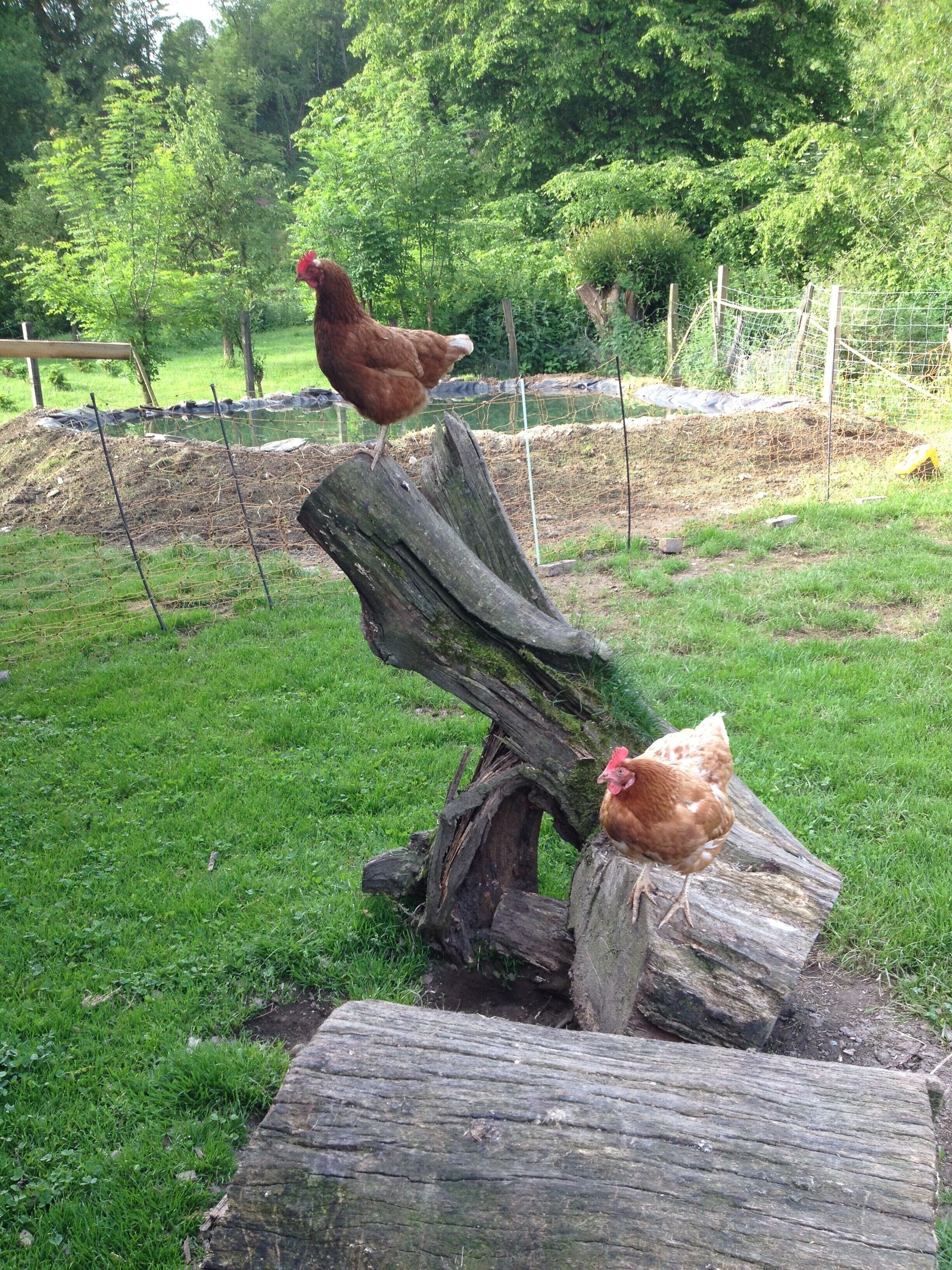 Twee kippen op een houten boomstronk in een groene buitenruimte, met een hek en bomen op de achtergrond.