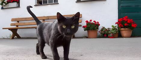 A black cat walking on a concrete surface with a wooden bench and potted plants in the background.