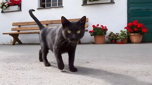 A black cat walking on a concrete surface with a wooden bench and potted plants in the background.