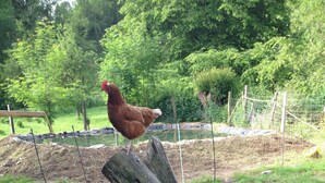 Two chickens on a wooden stump in a grassy outdoor area with a fence and trees in the background. - Apartment 'Ziege' with Mountain View, Shared Terrace and Wi-Fi (Schmallenberg)