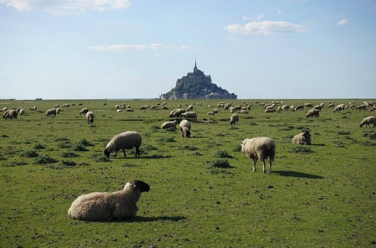 Un extenso campo abierto con numerosas ovejas pastando, y un edificio destacado al fondo.