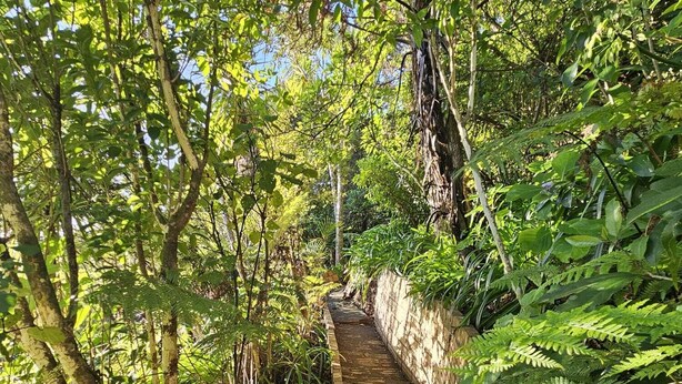A narrow, brick pathway surrounded by dense foliage and trees.