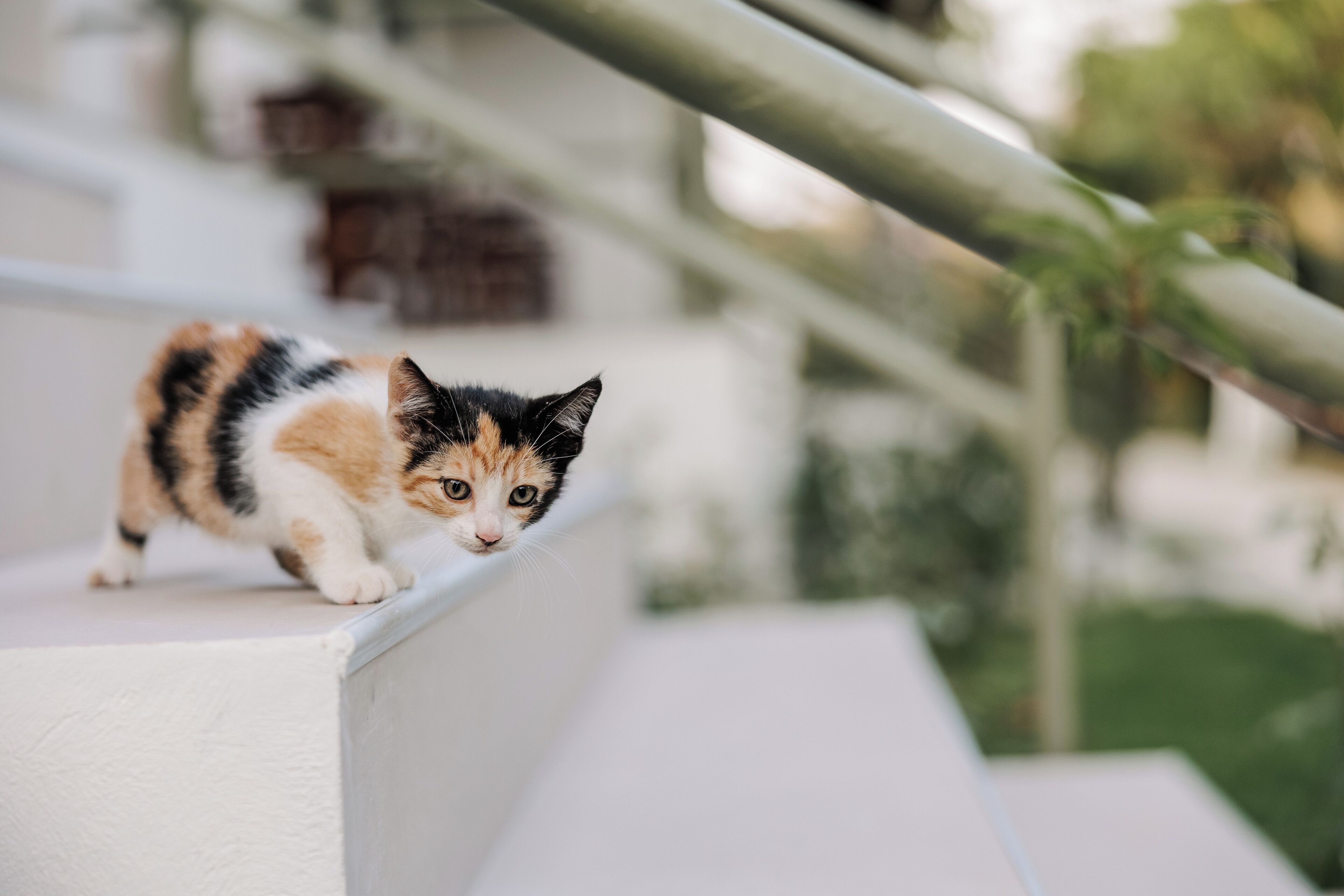 Un gato sobre un repisa blanca, con un fondo desenfocado de vegetación y un edificio.