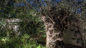 A tree with dense foliage and a thick trunk, surrounded by various plants and greenery. - Olea Suite Pomegranate (Polignano a Mare)
