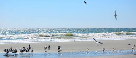 Beach nearby