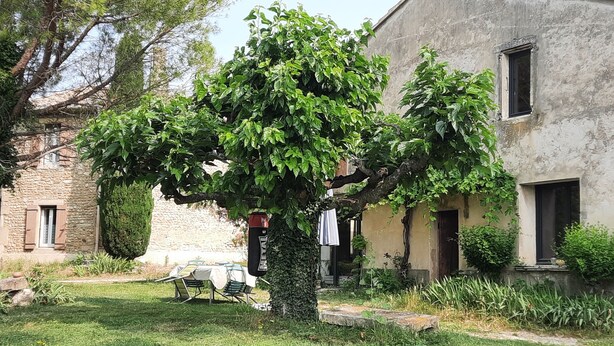 A courtyard with a tree, a stone wall, and a building with a window and door.