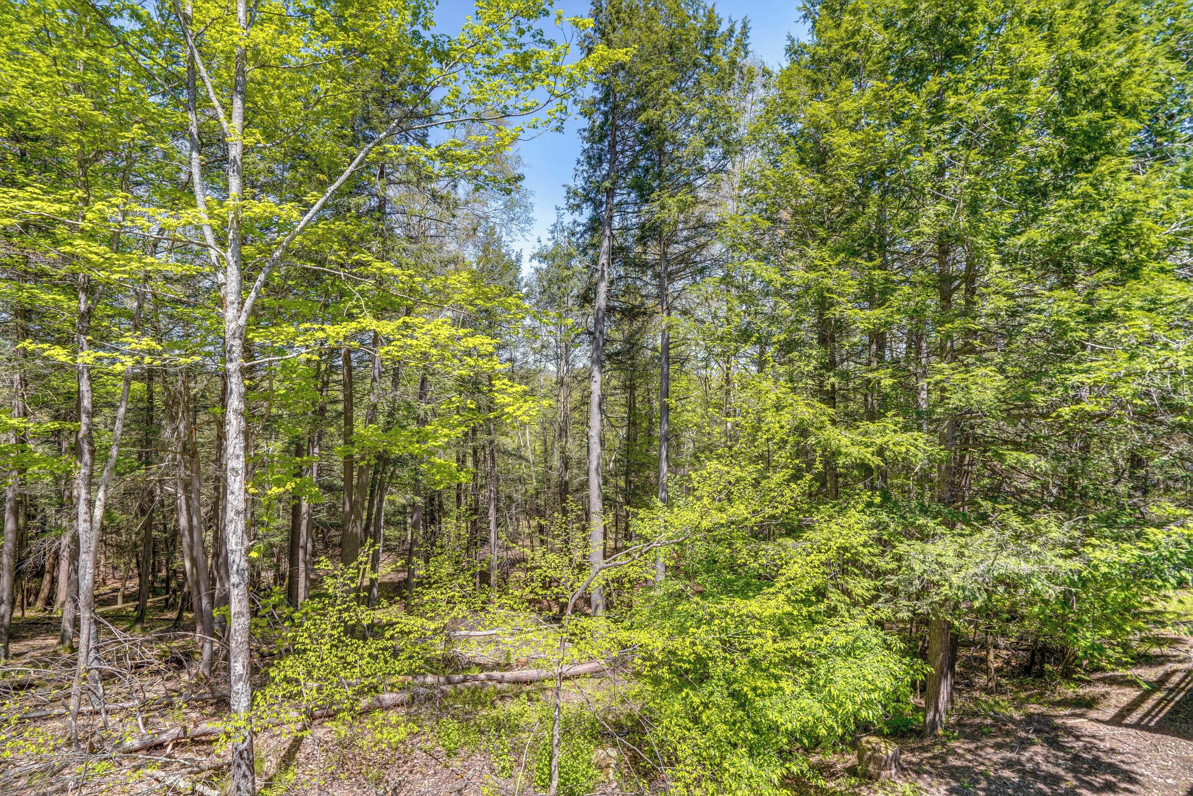 A dense forest with tall trees and underbrush.