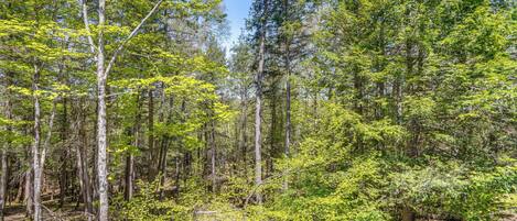 A dense forest with tall trees and underbrush.