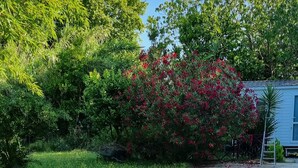 Un césped con un sendero de concreto, un arbusto con flores rojas y un edificio azul al fondo.