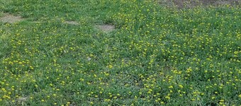 Quiet mobile home with garden & private terrace, close to the beach.