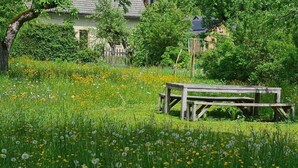A wooden bench in a grassy field with dandelions and trees in the background.