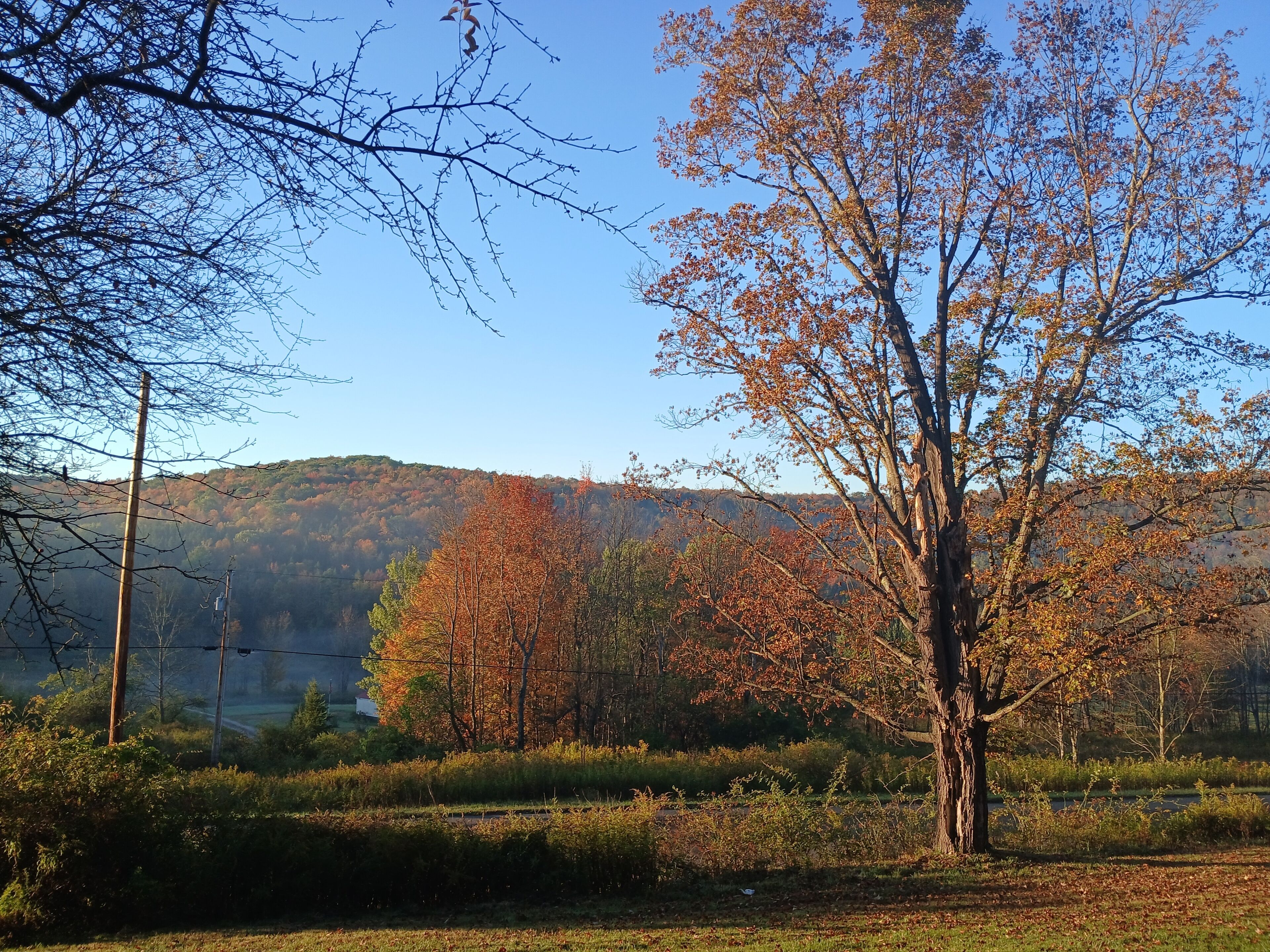A landscape with a prominent tree in the foreground, a clear sky, and a hilly background.