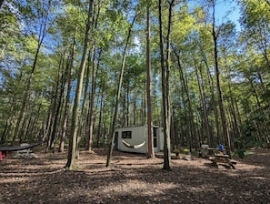 Une forêt avec une petite cabane et un hamac.