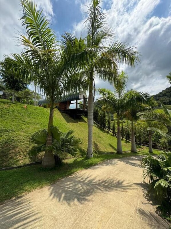 Un camino que lleva a un edificio rodeado de palmeras y follaje.