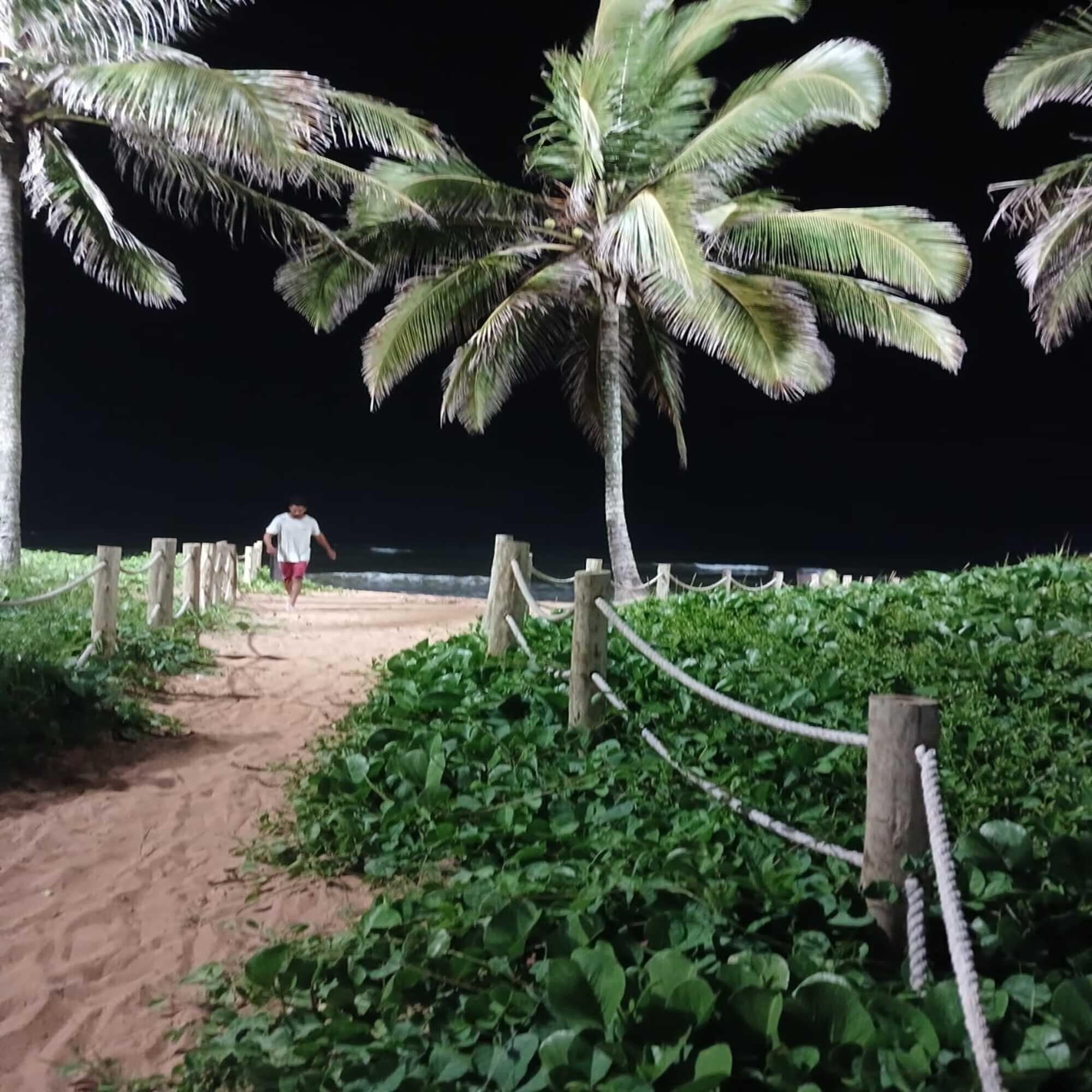 Un sendero de tierra que lleva a una playa, rodeado de exuberante vegetación y palmeras.