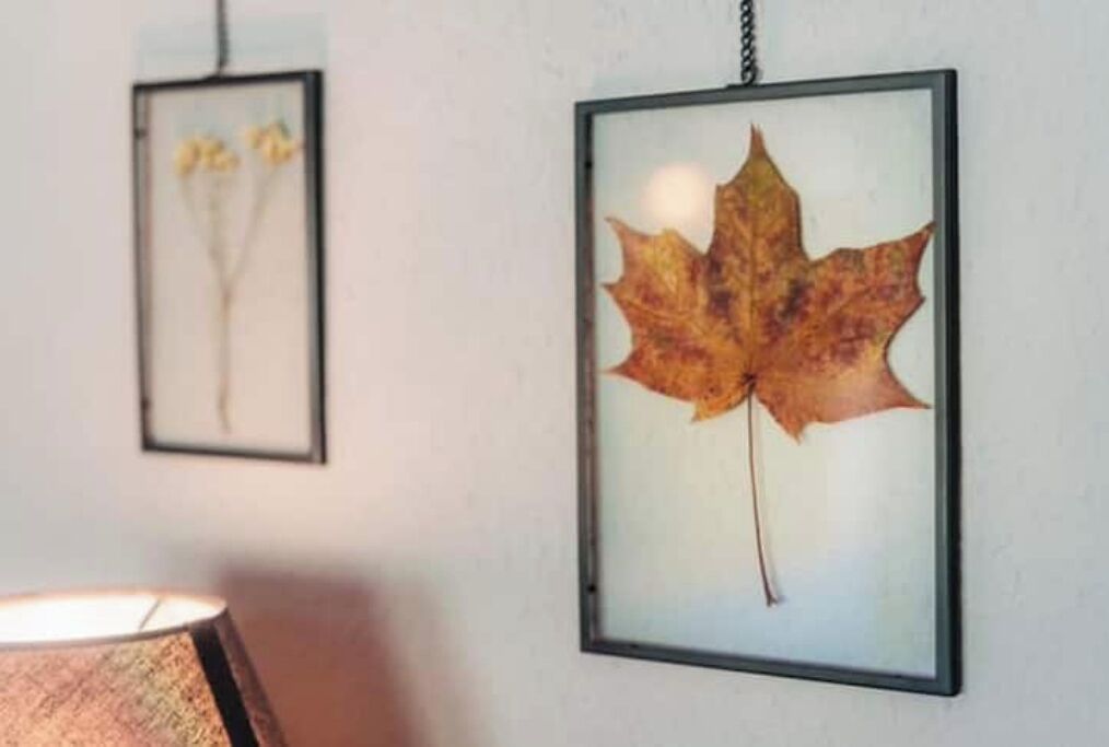 Dos cuadros colgados en una pared, uno con una hoja de arce y otro con flores.