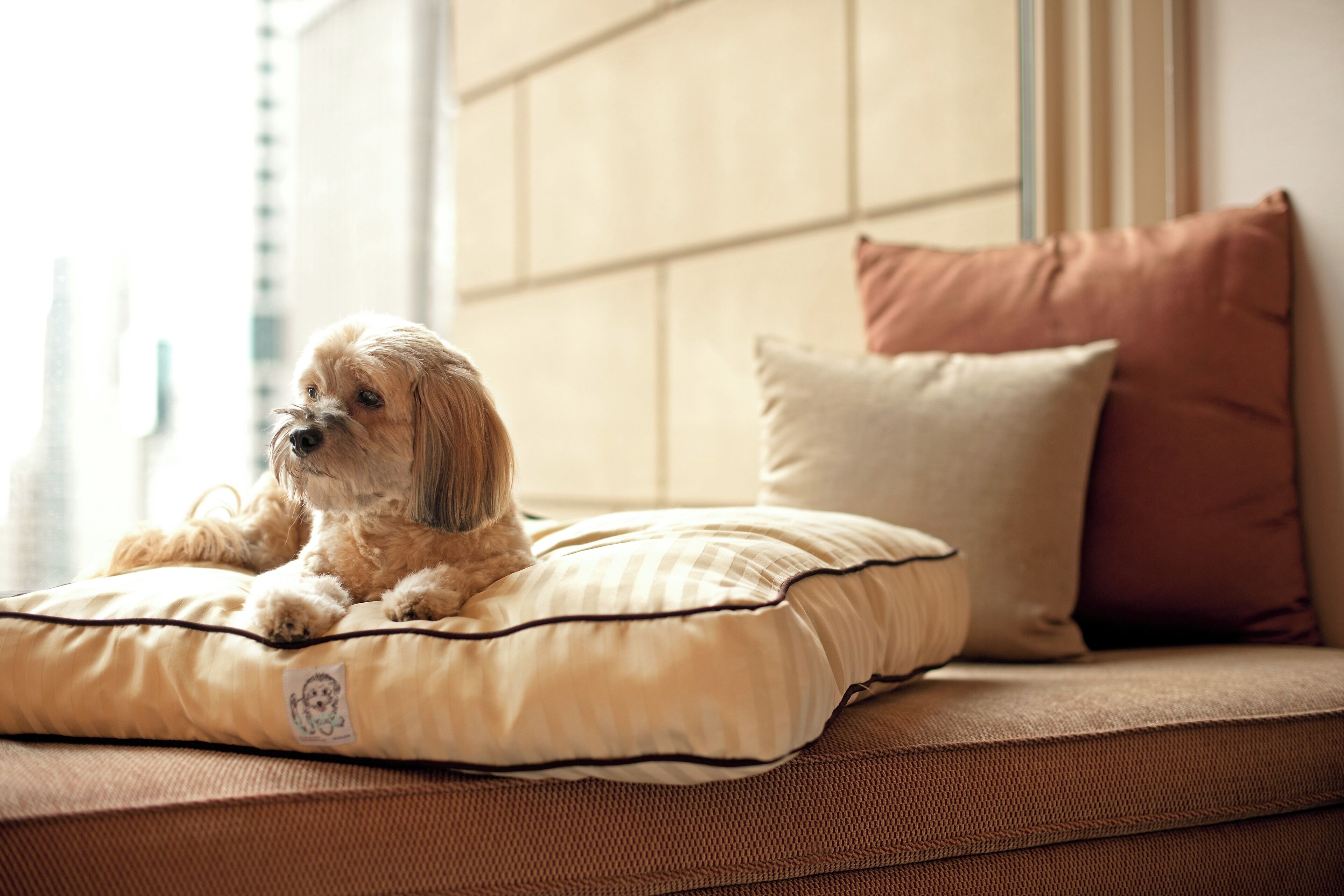 A dog lying on a beige pet bed with a cushion on a sofa.