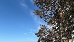 Un espacio cubierto de césped con un árbol grande y un edificio de fachada de vidrio.