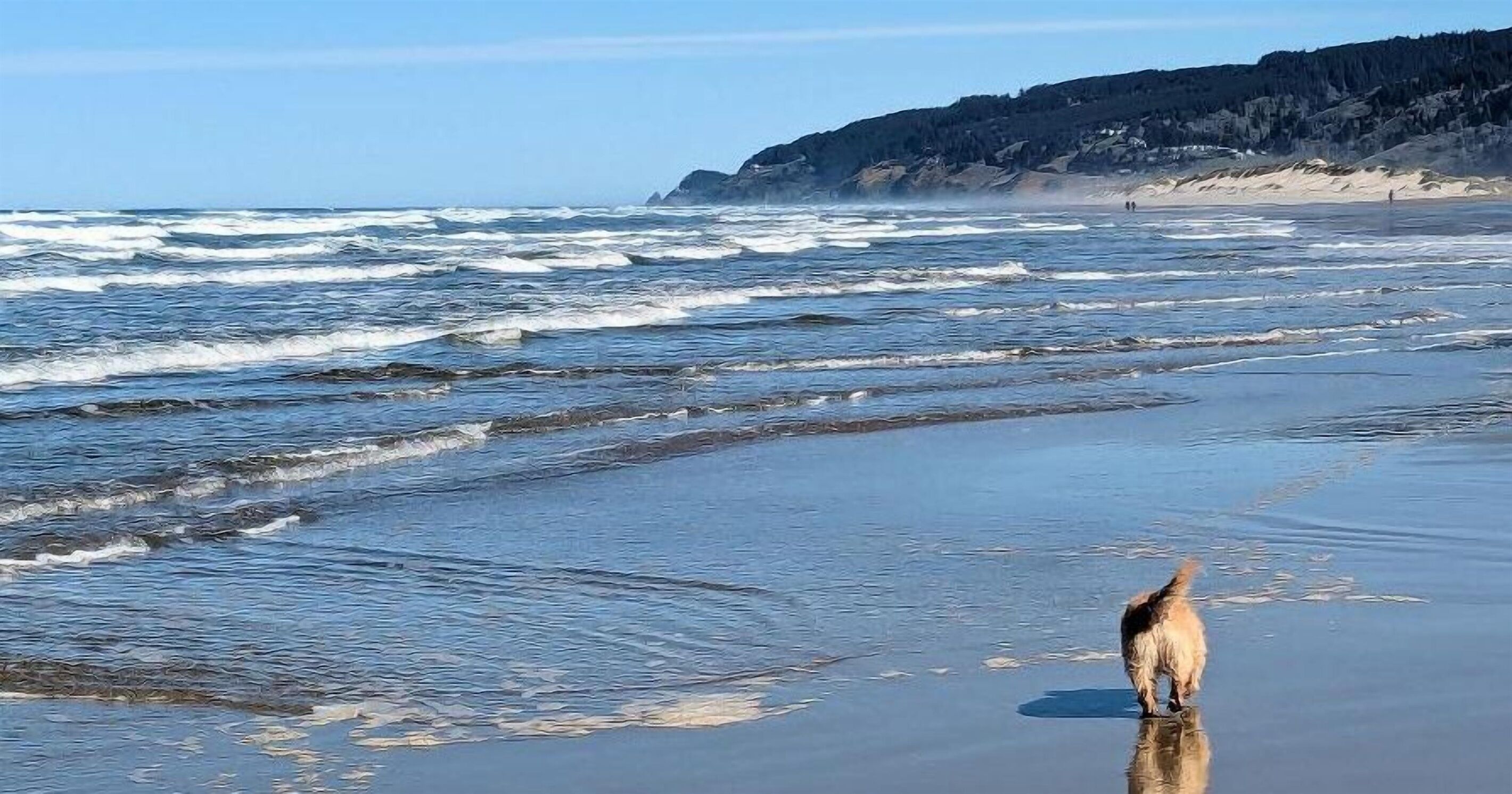 Une plage avec des vagues, un chien et une falaise rocheuse.